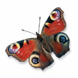 Сонцевик павиче око