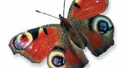 Сонцевик павиче око