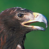 Орлан-білохвіст