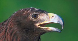 Орлан-білохвіст