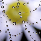 Краплини води на павутині