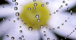 Краплини води на павутині