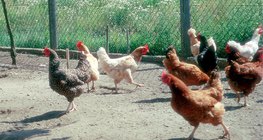Різні види курей