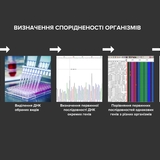 Визначення спорідненості організмів