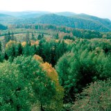 Листяний ліс