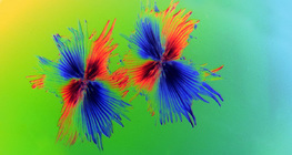 Зірчасті трихоми