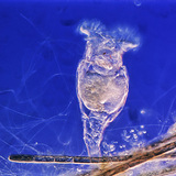 Коловертка