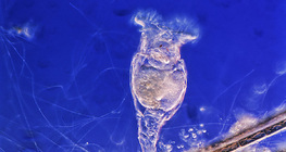 Коловертка