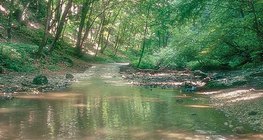 Куха потік в Баконі (Угорщина)