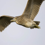 Молодий квак