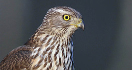 Яструб великий