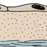 Одношаровий плоский епітелій