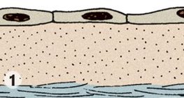 Одношаровий плоский епітелій