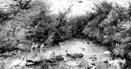 Дикий водний світ