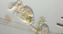 Відкладення яєць коловерткою