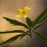 Анемона жовтецева