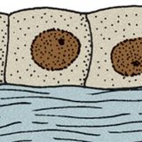 Одношаровий кубічний епітелій