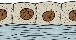 Одношаровий кубічний епітелій