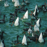 Червонодзьобі кулики харчуються