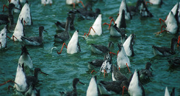 Червонодзьобі кулики харчуються