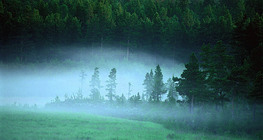 Туманний світанок