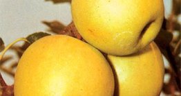 Яблука сорту Голден