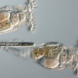 Коловертки