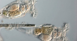 Коловертки