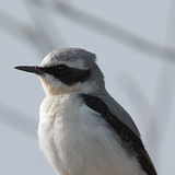 Кам'янка звичайна