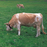 Велика рогата худоба