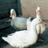 Домашні качки