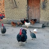 Свійська птиця