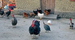 Свійська птиця