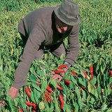 Збір перцю червоного гострого
