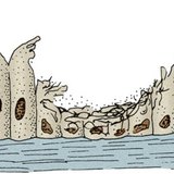 Війчастий епітелій дихальних шляхів курця