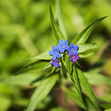 Медунка лікарська