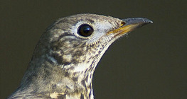 Співочий дрізд