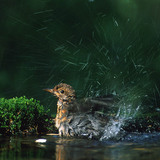 Дрізд чорний купається