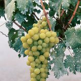 Столовий виноград