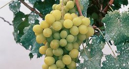 Столовий виноград
