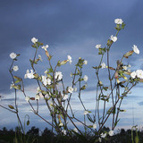 Смілка широколиста