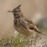 Жайворонок польовий