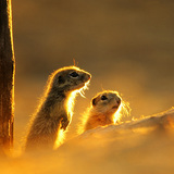 Ховрах європейський