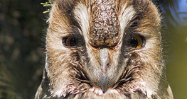 Сова вухата