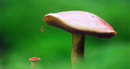 Гриб і павутина