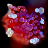 Рильце квітки Мірабіліса з зернами квіткового пилку