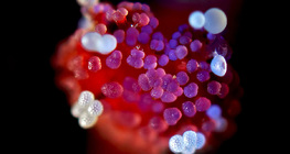 Рильце квітки Мірабіліса з зернами квіткового пилку