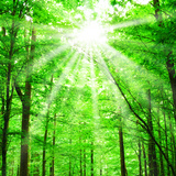 Стежка в лісі