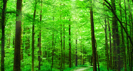 Стежка в лісі