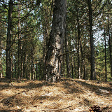 Хвойний ліс